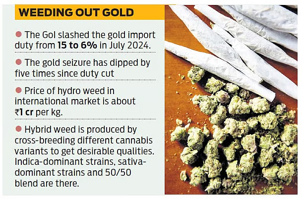image-2 Kerala: Hybrid weed smuggling outpaces gold after customs duty reduction